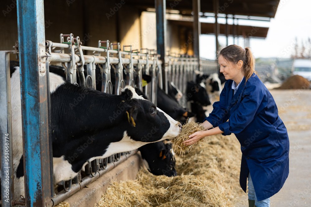 Dairy Farm worker